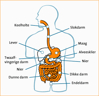 Uitleg maag-darmstelsel