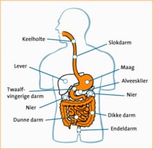 Maag-darmstelsel